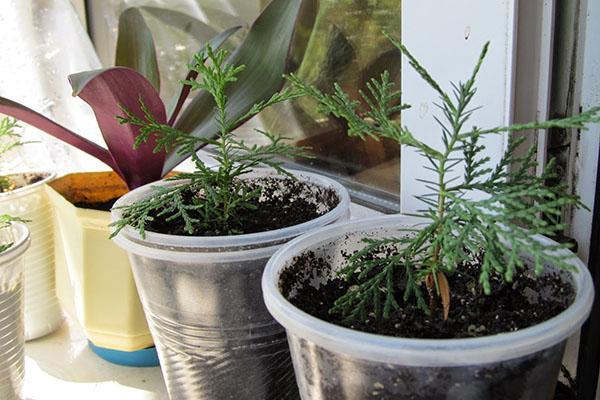 jeunes plants sur le rebord de la fenêtre