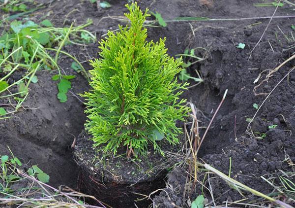 plantar una plántula con una raíz cerrada