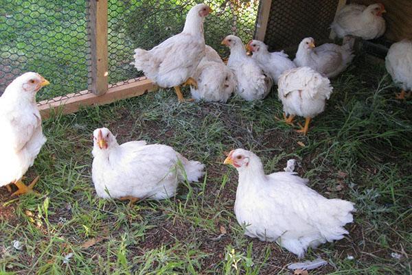 Pollos de engorde en un recinto de verano sobre el césped