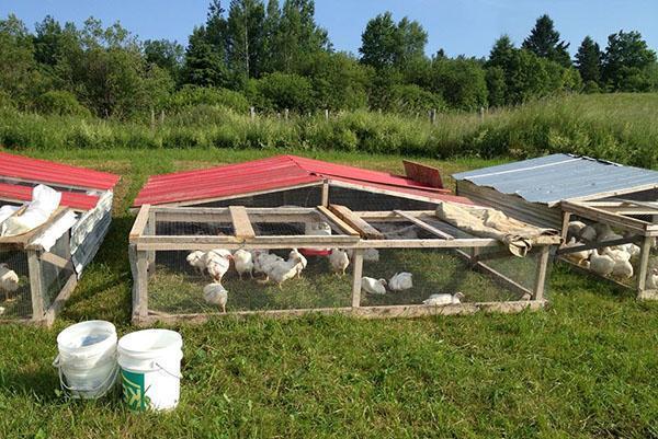 Enclos portatifs pour poulets de chair