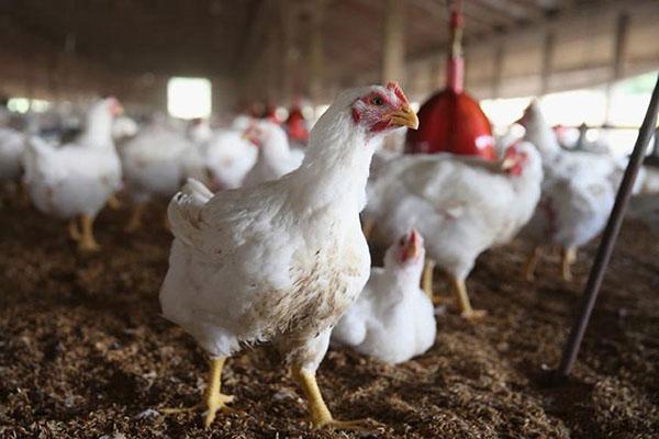 Faire pousser des poulets de chair à la maison