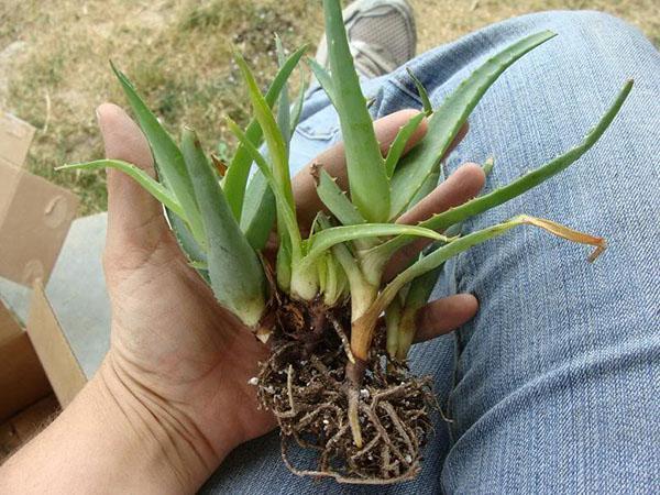 Puedes propagar una planta dividiendo