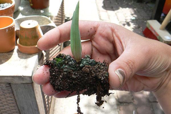 Aloès cultivé à partir de graines