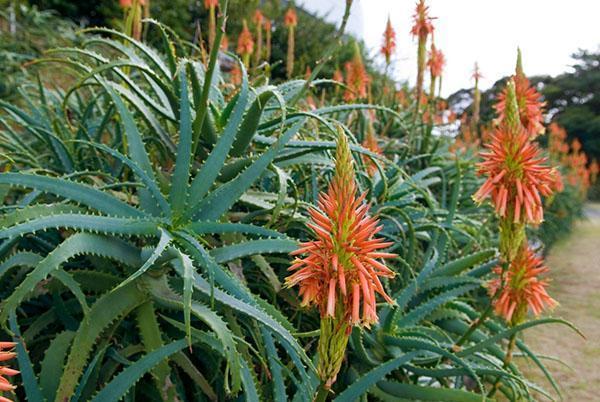 Floraciones de aloe