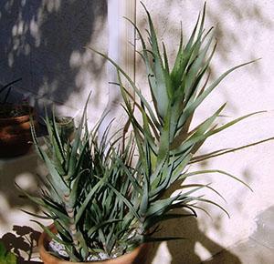 El aloe es una de las plantas más sencillas.