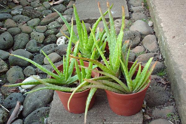 Bajo los abrasadores rayos del sol, aparecen manchas carmesí en las hojas de aloe.