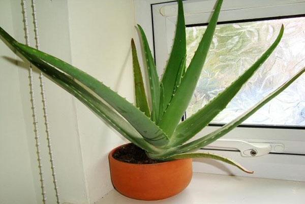 Aloe en el alféizar de la ventana