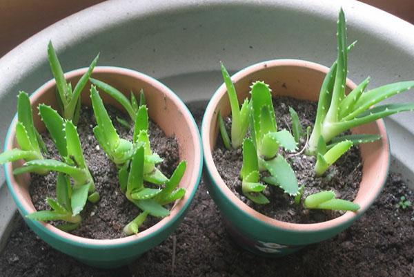 Plantas jóvenes de aloe