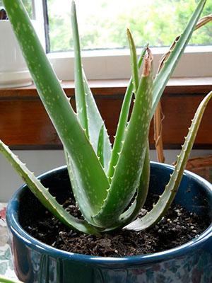 Cultivando aloe en casa