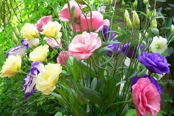 lisianthus cultivado en el jardín