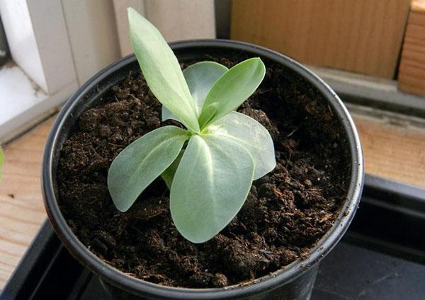 regar una planta joven