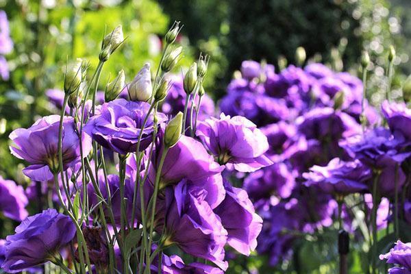 impresionante lisianthus