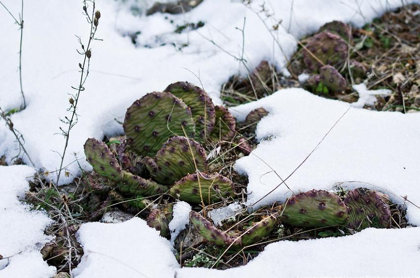 figue de barbarie hivernant