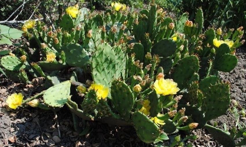 cultivo en campo abierto de nopal