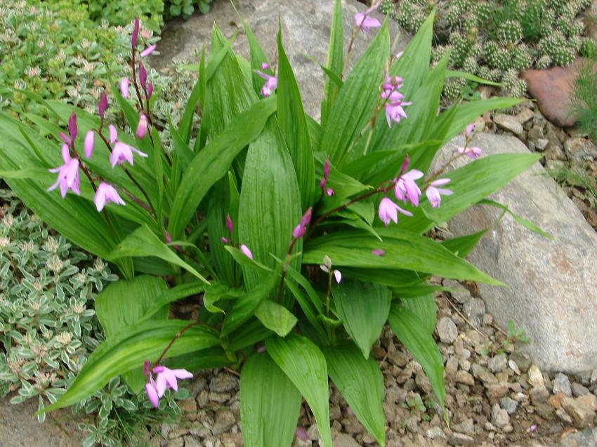 Bletilla d'orchidée