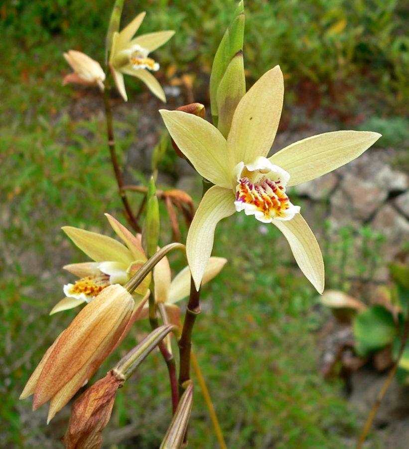 bletilla en el jardín