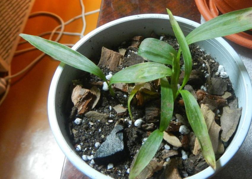 invernada de bletilla en una olla