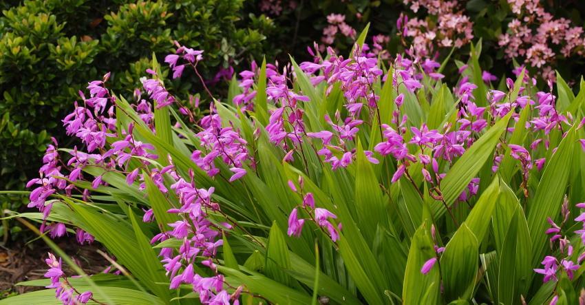 cultivo en campo abierto de orquídeas Bletilla