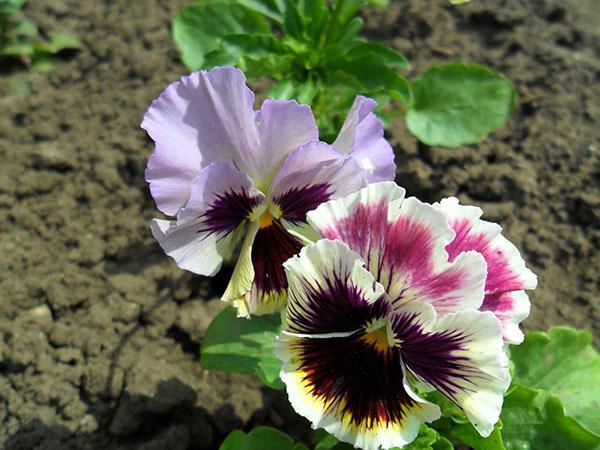 viola de diferentes tipos