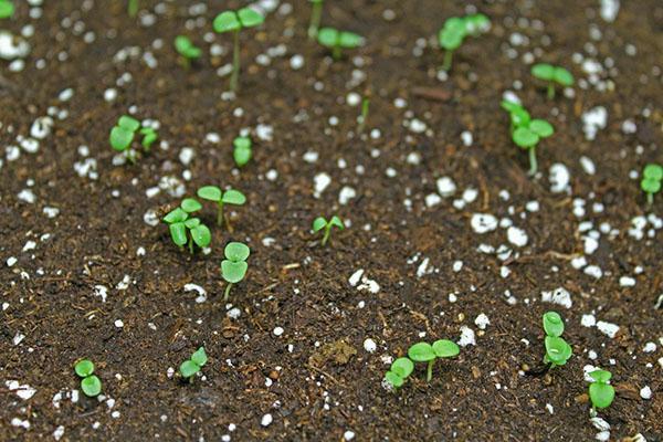 brotes de viola en campo abierto