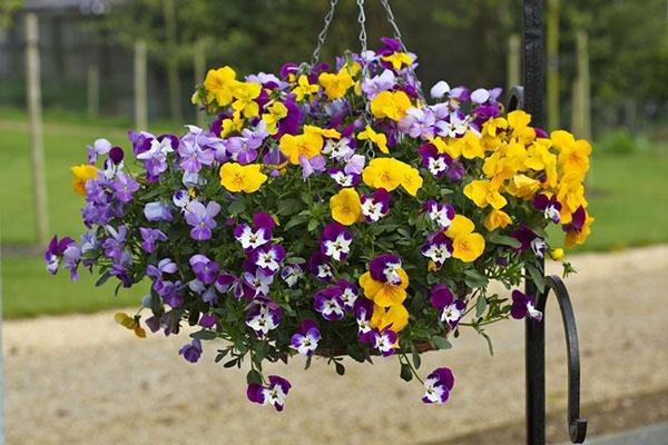 cultivar viola en una olla