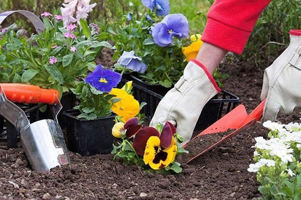 plantar viola en el jardín