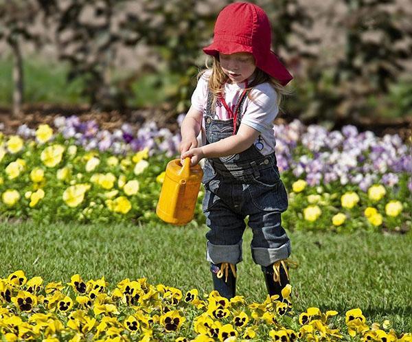 regando viola en el jardín