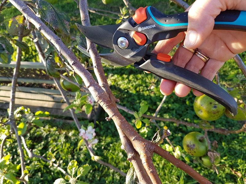 taille des pommes imrus