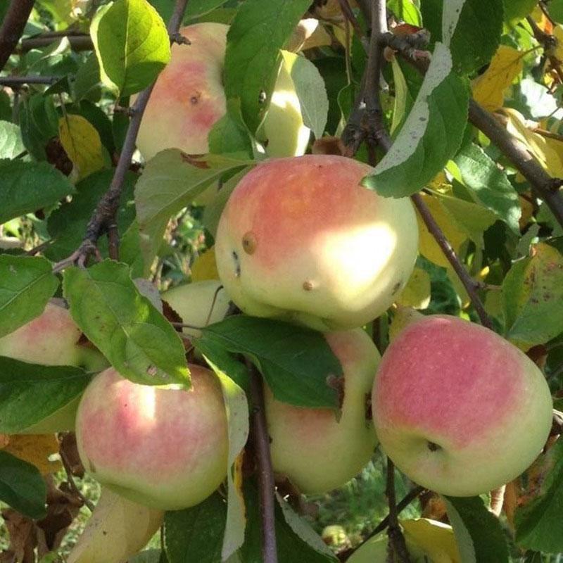 pomme imrus variété à haut rendement