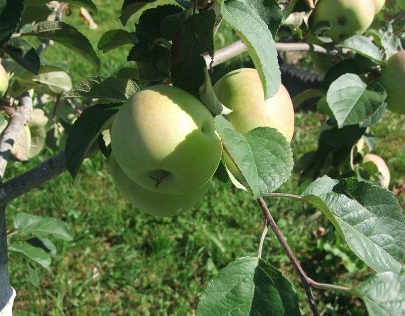 maturation des fruits