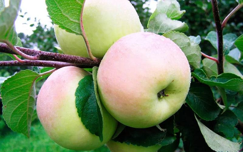 fechas de siembra de manzanas