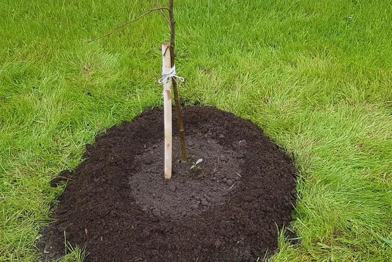 plántula de manzana plantada