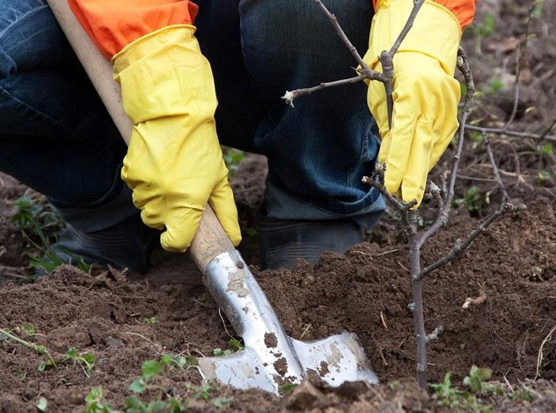 processus de plantation des semis