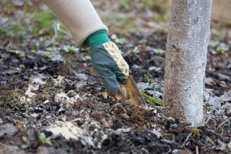 fertiliser sous le pommier