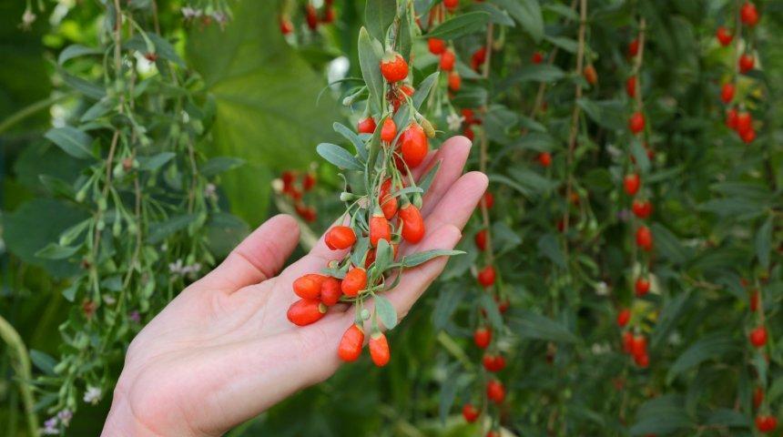 baies de goji au pays