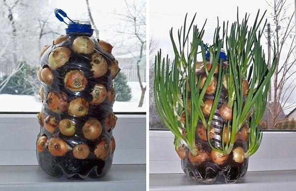 la cebolla crece en el alféizar de la ventana