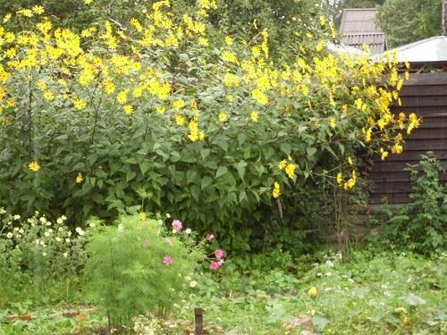 Alcachofa de Jerusalén en el jardín