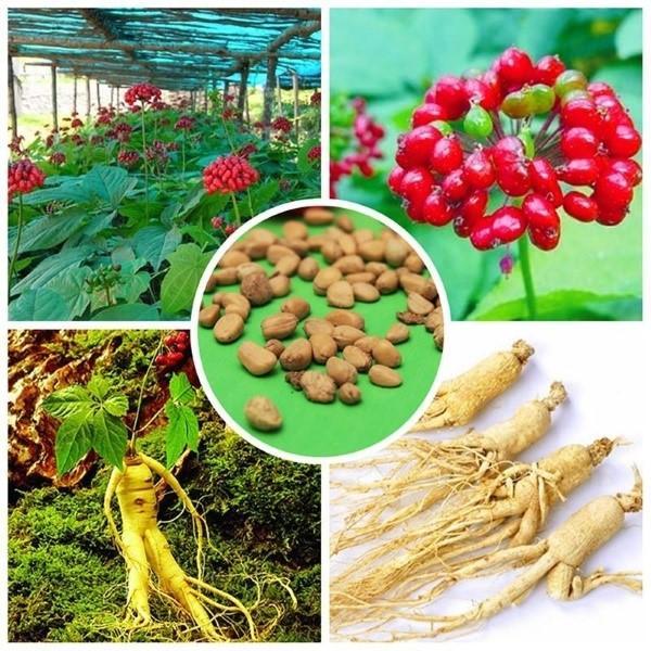 cultivo de ginseng a partir de semillas