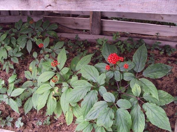 cultivo de ginseng en el jardín