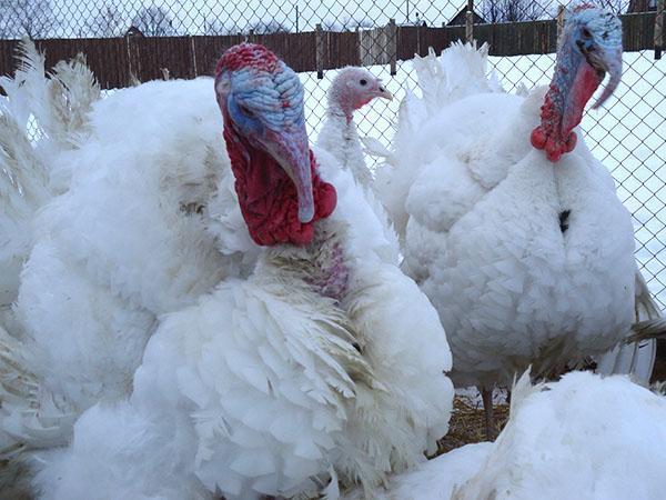 dindes poulets de chair BIG-6
