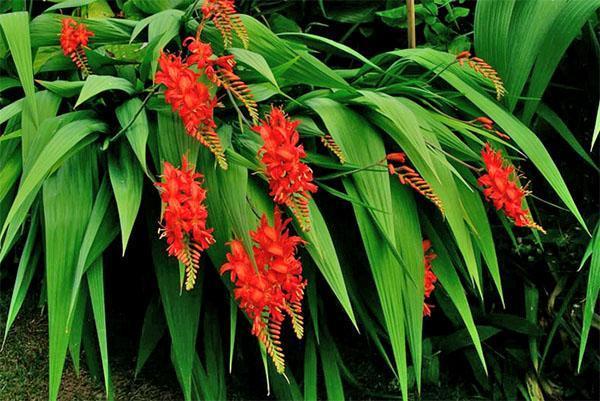 Crocosmia paniculata