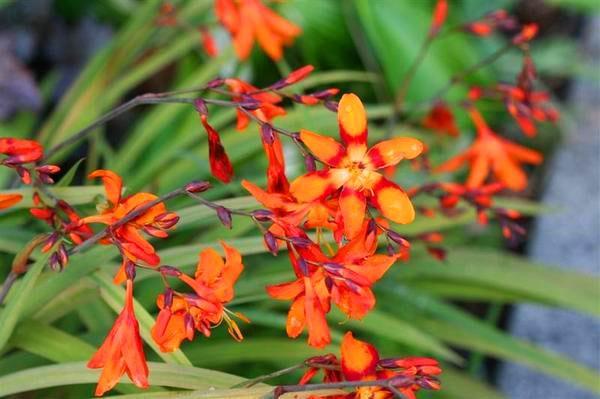 la crocosmie fleurit dans le jardin