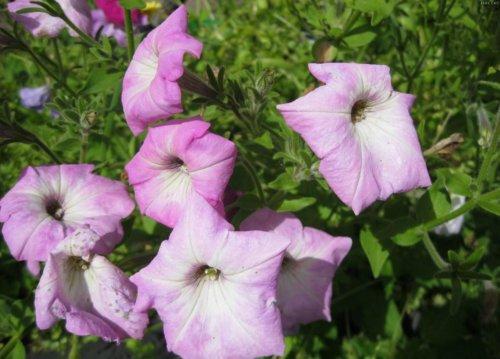 Fleurs fanées