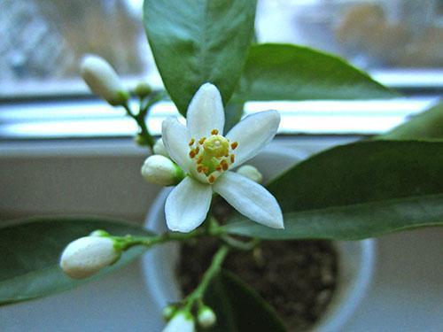 La primera vez que la mandarina florece de la piedra.