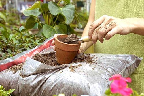 Préparer le sol pour la plantation de mandarine