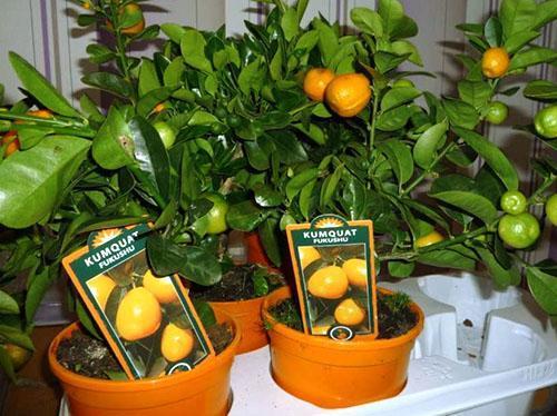 Venta de mandarinas frutales