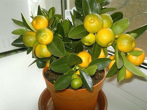 Mandarina picada en el alféizar de la ventana