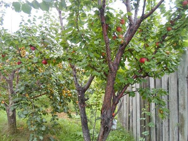 abricots dans le jardin de Zhelezov