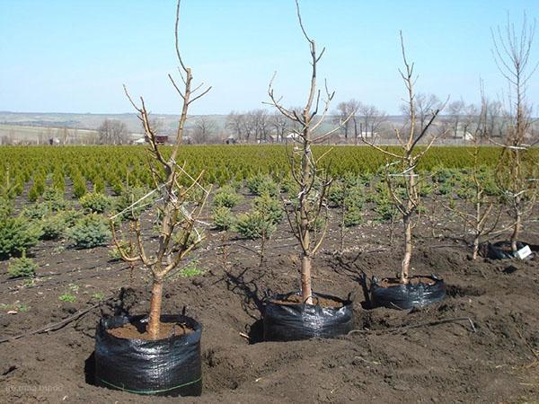 matériel de plantation en pépinières