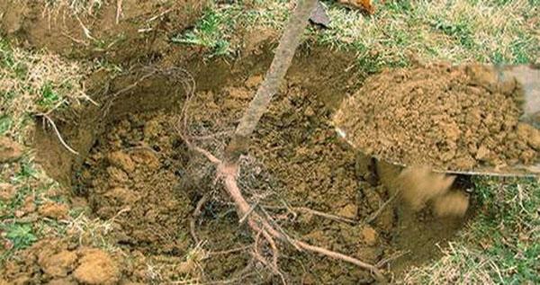 planter des abricots dans la voie du milieu